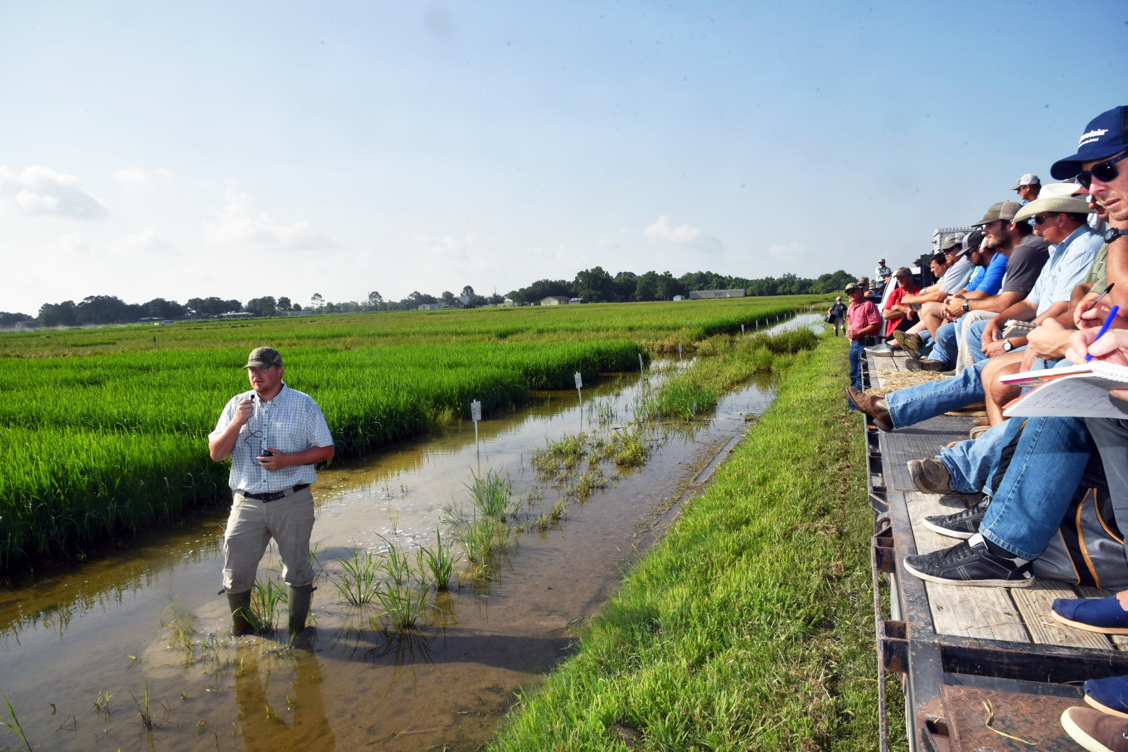 Rice weed researchers exploring new species, new products to combat them
